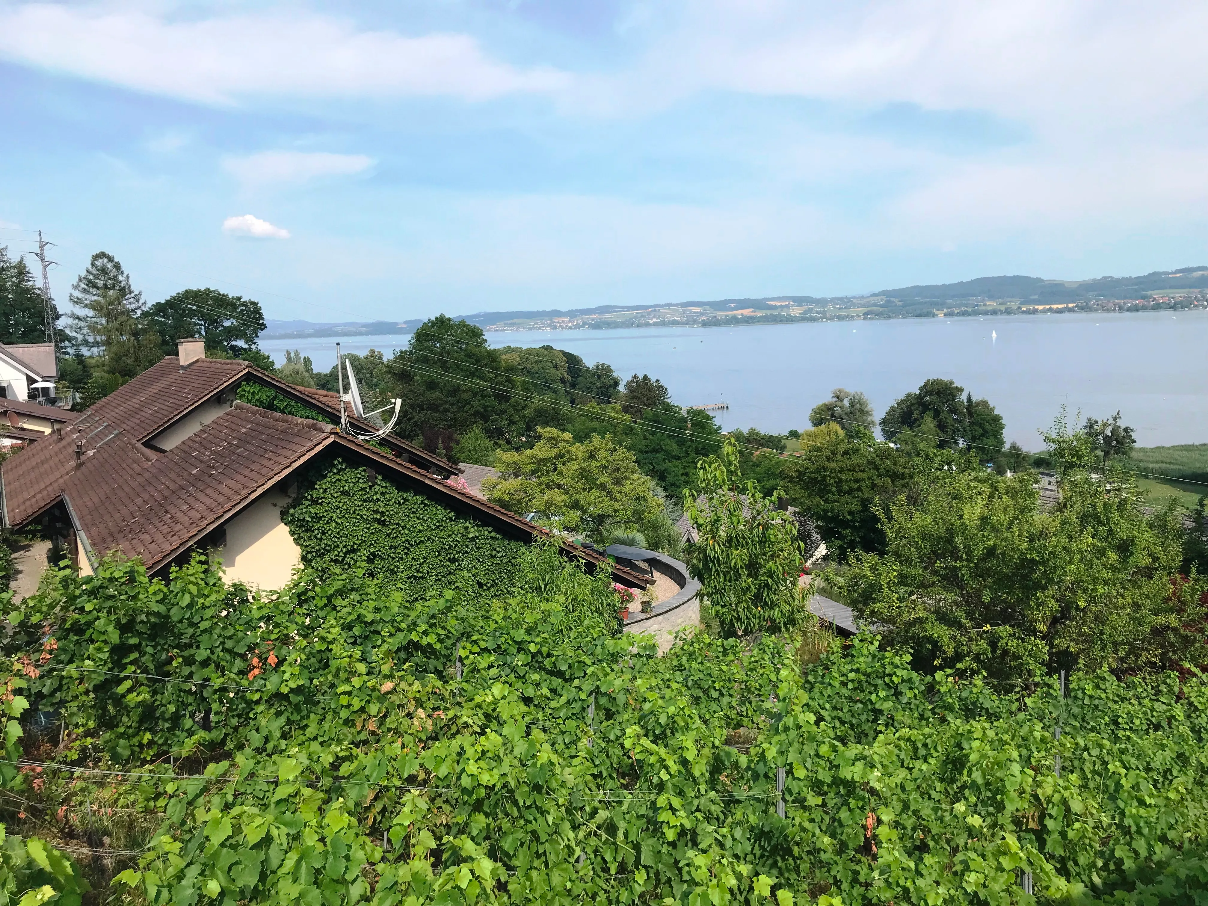 Blick über Reben und Dächer auf den Murtensee